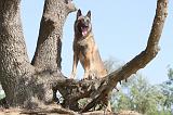 MALINOIS 167